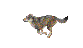 Animated Running Wolf Gif Animated running wolf gif