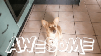 Featured image of post Jumping Dog Gif Discover share this dog gif with everyone you know