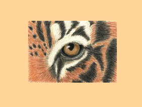 Eye of the Tiger- Survivor