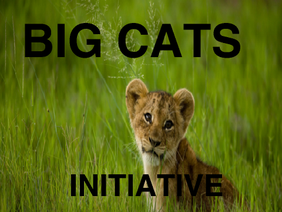 The Big Cats Initiative!