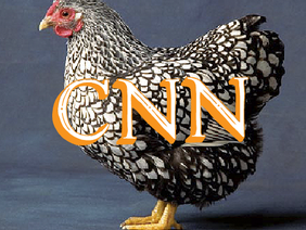 Chicken News Network (CNN)