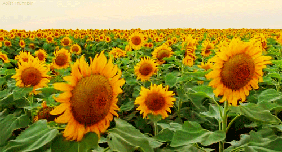 ~Sunflower~