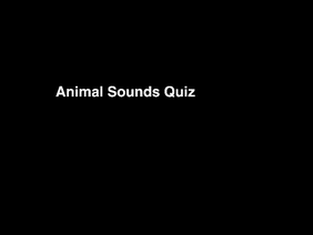 Animal Sounds Quiz
