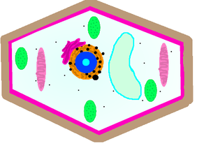 Haeberle Cell Organelle Project-2