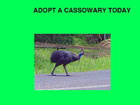 Adopt a cassowary