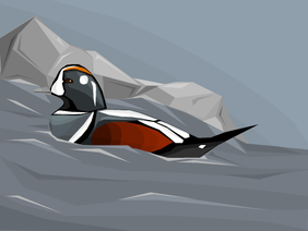 Harlequin Duck (vector art)