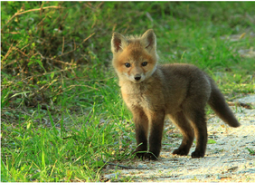 the cutest baby fox ever! (pls remix)