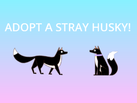 adopt a stray husky!