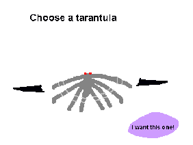 My Tarantula