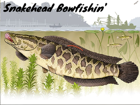 Snakehead Bowfishin'