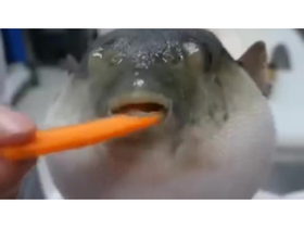 Pufferfish Eating Carrot Remix لم يسبق له مثيل الصور Tier3 Xyz