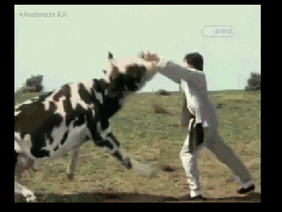 Kungfu Cow Fighting