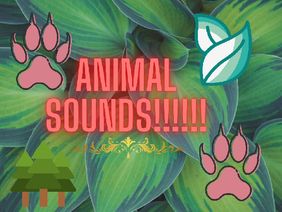 Animal Sounds!!!