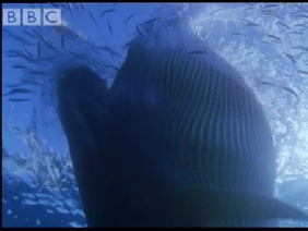 Sei Whale Feeding Frenzy - Blue Planet
