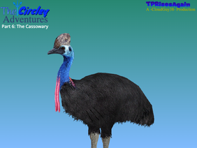 The Circley Adventures / Part 6: The Cassowary