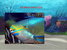 #1 Parrot Fish