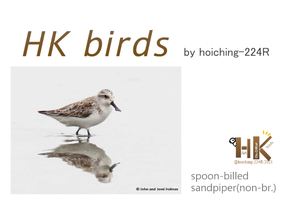 HongKong · Birds by hoiching-224R