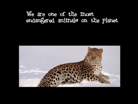 Save the Amur Leopard