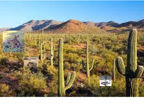 ecosystem#Sonoran desert