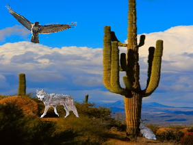 Sonoran desert Adaptions