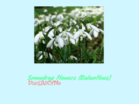 Snowdrops-Sign Of Spring (gif)