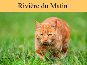 Rivière du Matin | Clan du Torrent 