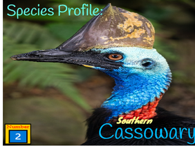 Species Profile: Southern Cassowary, World's Deadliest Bird