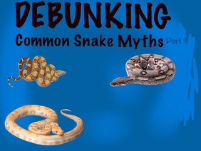Debunking Snake Myths: Part 1!