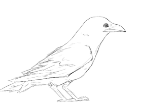 How I draw ravens! :3
