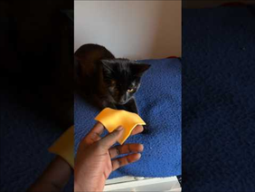 Pov your cat loves cheese