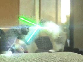 Jedi Catz